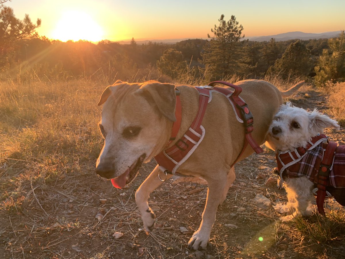 WilderWrites's tweet photo. These are my two dogs. Sadie (14) giving the side-eye to Bear (2) who constantly runs into Sadie because that’s how he thinks you play. As you can see they’re enjoying the glorious Julian sunset. #DogsofTwittter #decembermay #Julian #sunsetphotography https://t.co/nmgsYzr9AF