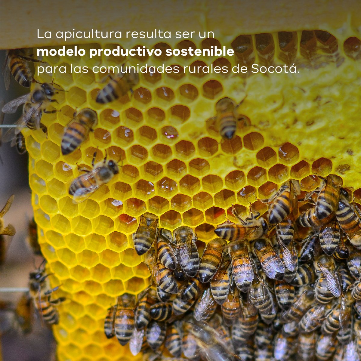 EnvolVertLatino's tweet image. Conoce más sobre este proyecto en: envol-vert.org/es/pro/agricul… ☝🌾

#EnvolVertColombia #EnvolVert #RutaAgroforestal #Colombia #Boyacá