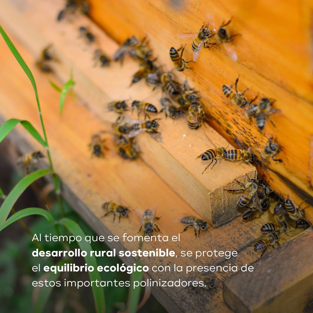 EnvolVertLatino's tweet image. Conoce más sobre este proyecto en: envol-vert.org/es/pro/agricul… ☝🌾

#EnvolVertColombia #EnvolVert #RutaAgroforestal #Colombia #Boyacá