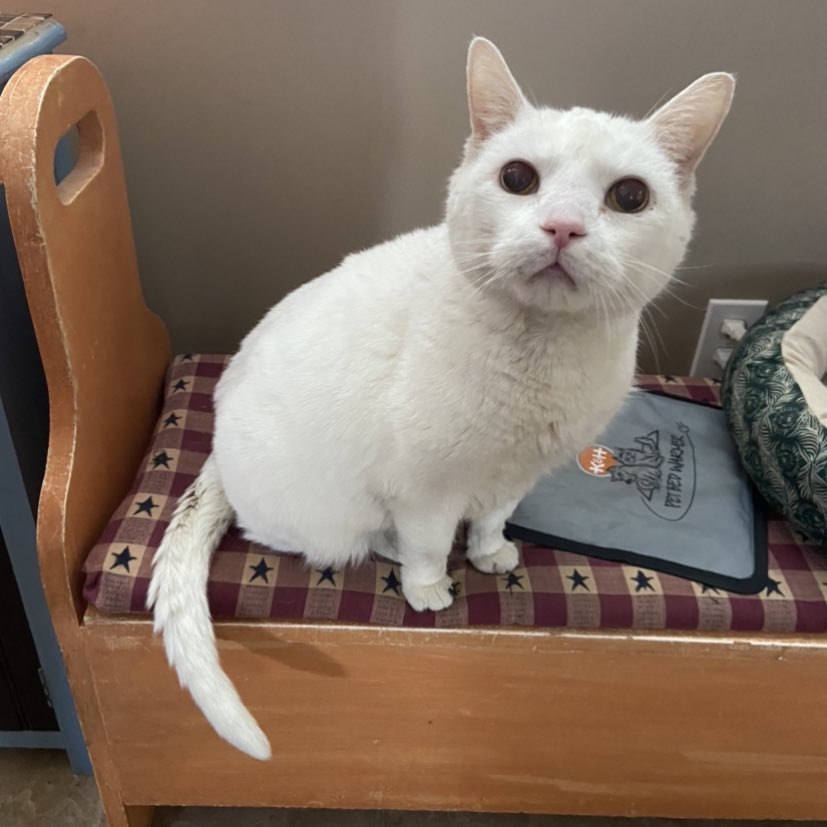 jhillier19's tweet photo. 16 years wasn’t long enough, rest in peace my little old man. you’ll forever be missed 😥💖 https://t.co/6GuMGhVeBX