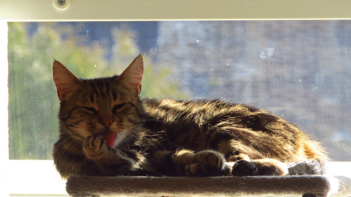 maediplodocus's tweet photo. on peut jamais prendre des photos sérieuses de Mr le chat https://t.co/Nk6C9Wbwxg