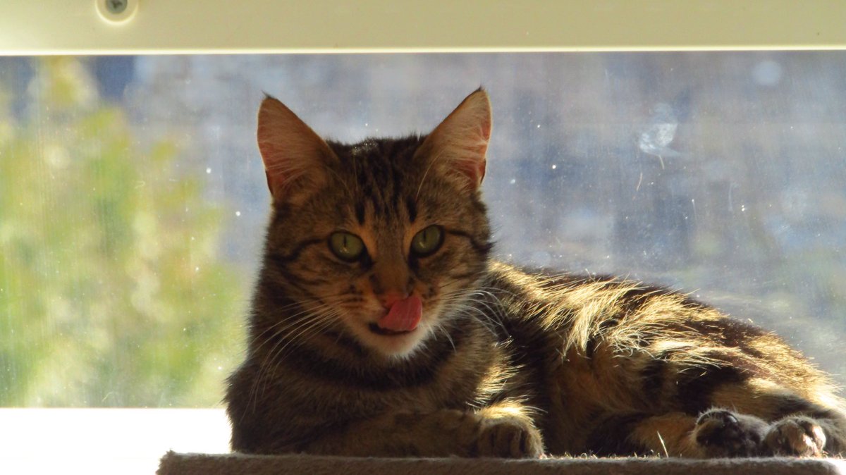 maediplodocus's tweet photo. on peut jamais prendre des photos sérieuses de Mr le chat https://t.co/Nk6C9Wbwxg