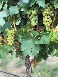 Please join us &amp; winemaker Francois Domange + Argentine wine supplier Vinothentic for an evening of wine &amp; food at our Nelson Rd restaurant on Wed Feb 23 We will taste 7 great wines and enjoy a proper Argie supper to go with it. Book on 02088589172, contact@buenosairescafe.co.uk