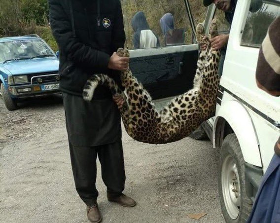 Another Leopard has been killed in #Muzaffarabad Div (AJ&amp;K) within fifteen days. This is is very unfortunate. We need to train local community and launch awareness and advocacy campaign to conserve the wildlife. <a href="/WildlifeBoard/">Islamabad Wildlife Management Board (IWMB)</a> <a href="/rinasaeed/">Rina S Khan Satti</a> <a href="/GovtofAJK/">Govt of Azad Jammu & Kashmir</a> <a href="/WWFPak/">WWF-Pakistan</a>