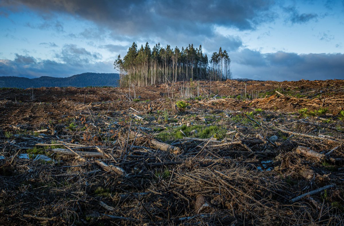 Avanzar en la #descarbonización nacional exige un compromiso de diferentes sectores. #HagámosloReal, porque ésta es nuestra oportunidad de aportar al planeta y unirnos a la meta mundial en la lucha contra el #cambiaclimático. #ColombiaCarbonoNeutral #UKPact <a href="/UKinColombia/">Embajada Británica en Colombia</a>