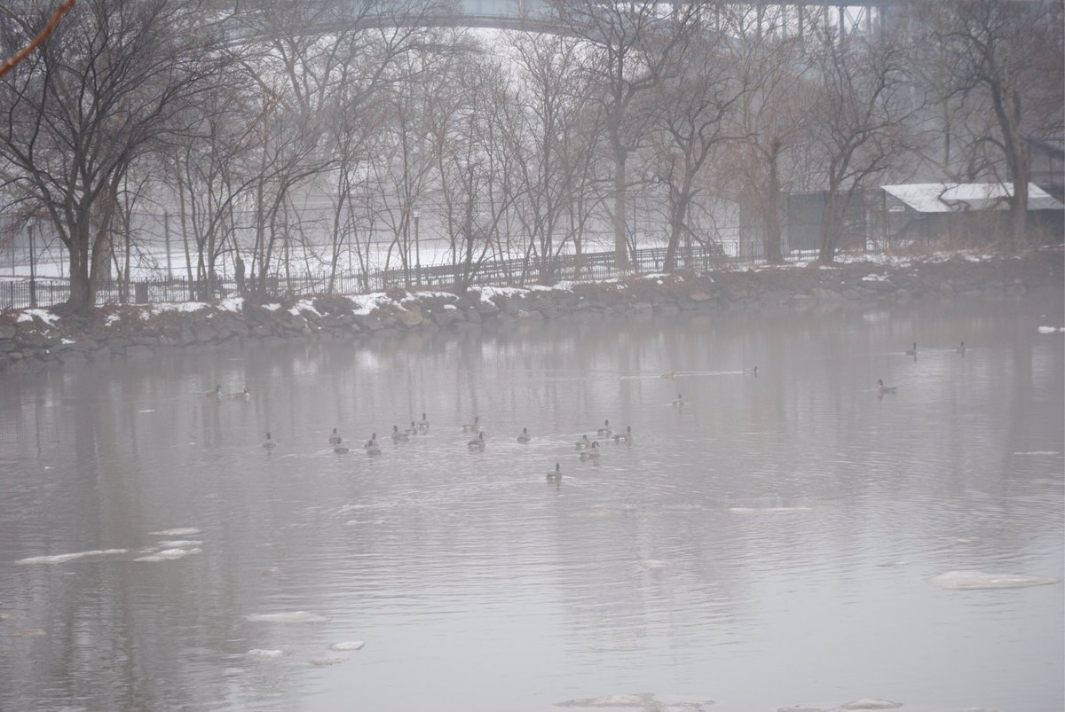 ruthreid's tweet photo. Cold rainy day in Inwood Hill Park https://t.co/cwgkJRaxQe