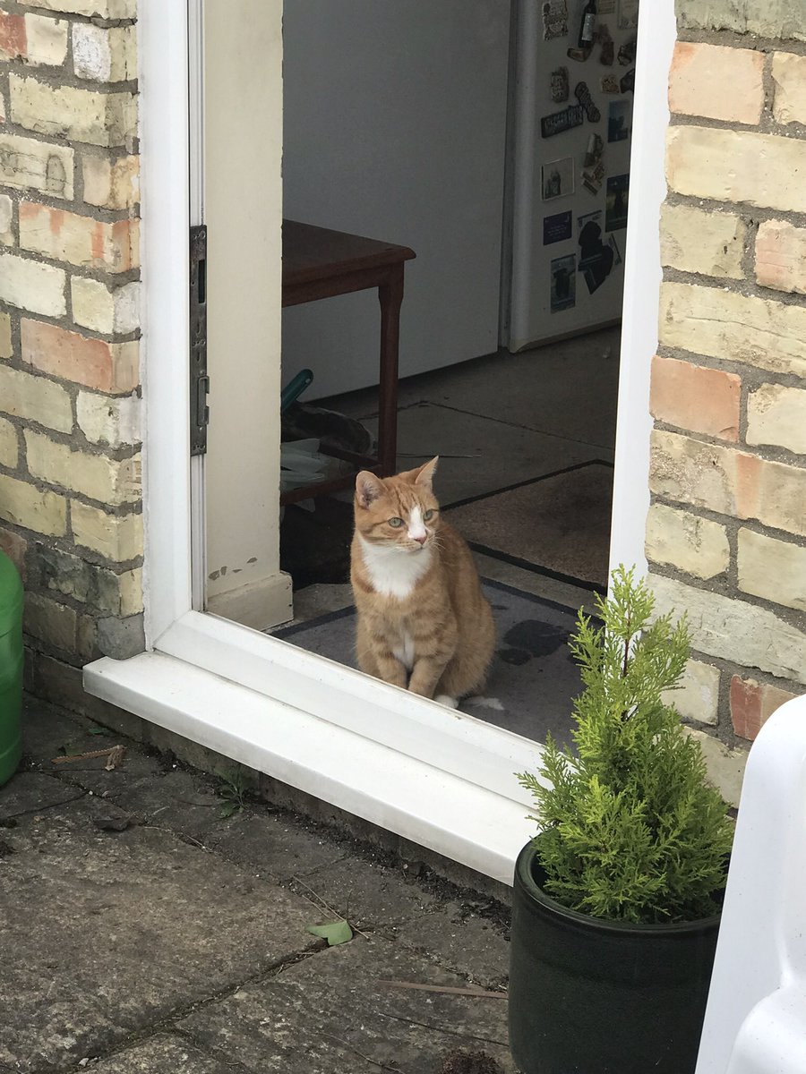 starbuckssue's tweet photo. @MrsToggit @kerrylalameow @Wackelkasper @Andy18512371 @honeywyness @MrNibs3 @mindthinkr @DebraD17888013 everyone &amp; everyfur 😻😻

Look pals, look! 😻😻

Phoebe 🧡🐾🐾🌳

#Hedgewatch #sniffinislivin https://t.co/m6srRiCWua