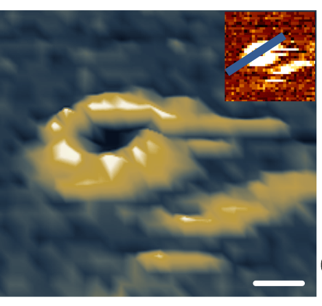 And here you have a picture of a BAK pore using AFM... from authors.elsevier.com/sd/article/S10…