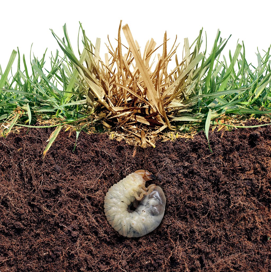 In some areas, white grubs cause a significant amount of damage to turfgrass. Get tips from the team at <a href="/BuySodTurf/">Buy Sod/SodStar</a> to address this common issue – buysod.com/spring-pest-pr…

<a href="/StevebBuySod/">Steven Barnes</a> <a href="/BuySodLeggett/">Buy Sod Leggett Farm</a> <a href="/BuySodAndy/">APVolsInTurf Alumni</a> <a href="/ClayGoodgine/">Clay Goodgine</a> #Ad