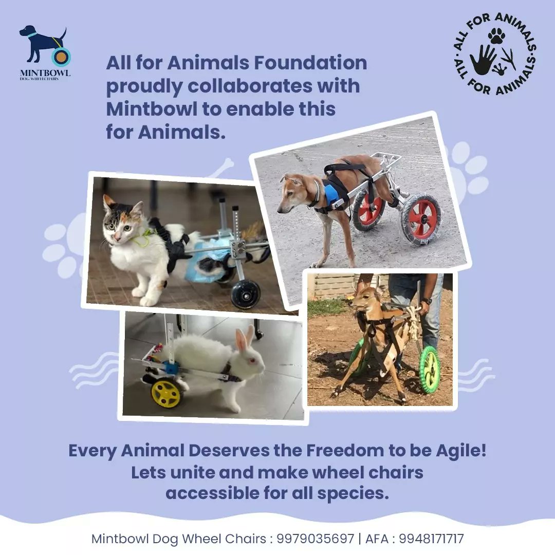 AllForAnimalsF1's tweet photo. We're committed to improving every innocent animal's quality of life:

✅Treats mental and physical stress
✅Customizable as per the animal's unique needs
✅High quality and durable
✅Zero waiting period 
✅Easily accessible 

#animals
#AnimalRights

@Archi0811 @Voiceofanimals1 https://t.co/ILK8BBz4eY
