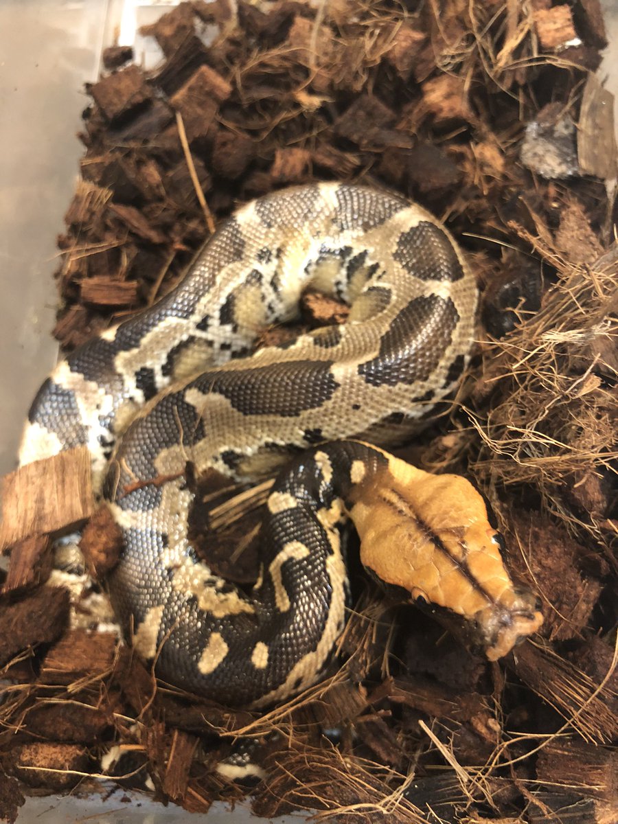 TenwaReptiles's tweet image. 新入荷オレンジヘッドのボルネオショートテールパイソン
あと1回餌やりしたらリストに値段公開致します
柄スマトラショートテールに似てますか頭鱗の形はボルネオの方でした
オス♂4匹
メス♀2匹在庫あります。
#ボルネオショートテールパイソン
#ショートテールパイソン
#pythonbreitensteini