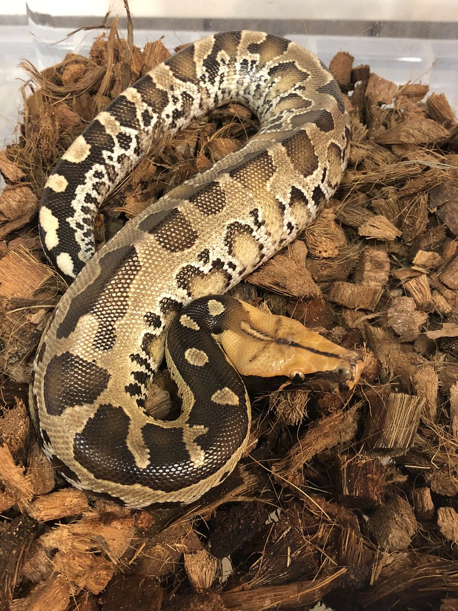 TenwaReptiles's tweet image. 新入荷オレンジヘッドのボルネオショートテールパイソン
あと1回餌やりしたらリストに値段公開致します
柄スマトラショートテールに似てますか頭鱗の形はボルネオの方でした
オス♂4匹
メス♀2匹在庫あります。
#ボルネオショートテールパイソン
#ショートテールパイソン
#pythonbreitensteini