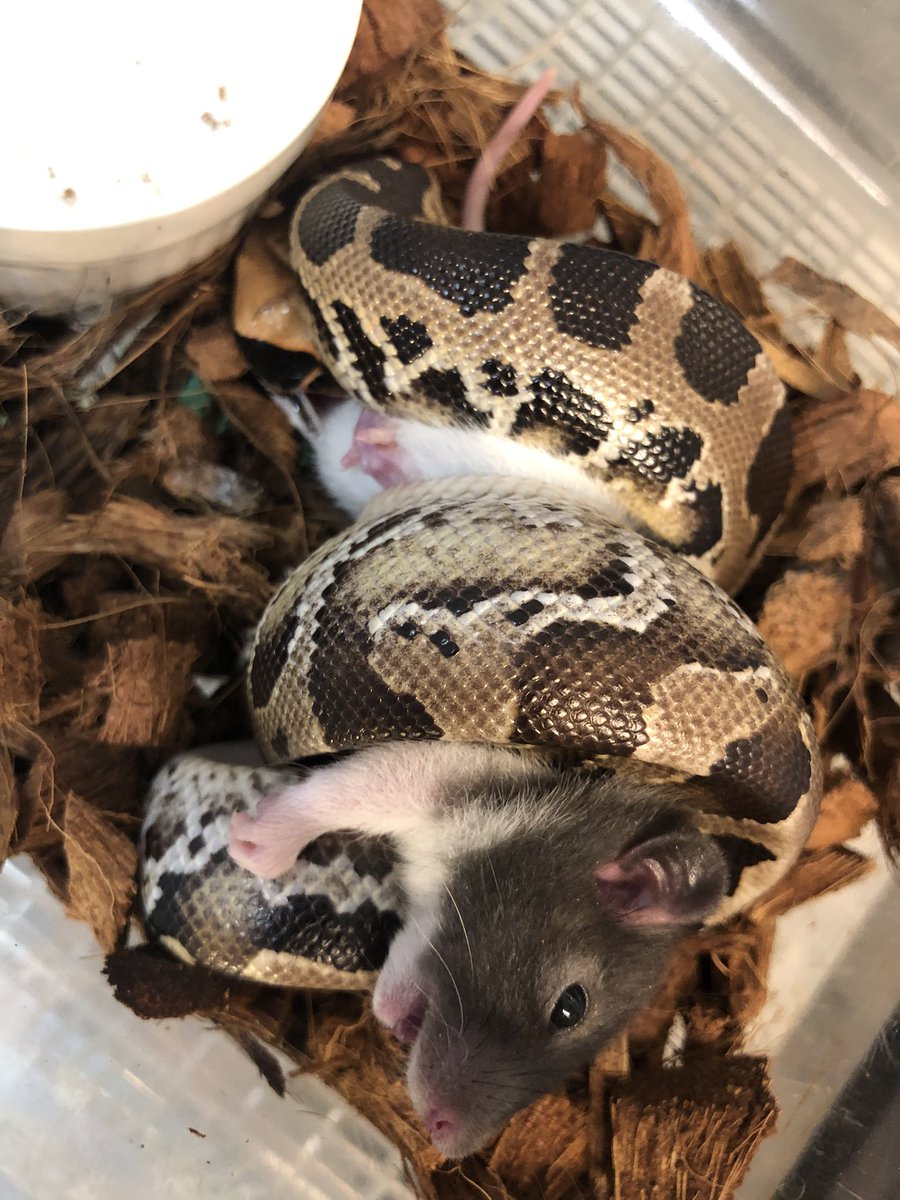 TenwaReptiles's tweet image. 新入荷オレンジヘッドのボルネオショートテールパイソン
あと1回餌やりしたらリストに値段公開致します
柄スマトラショートテールに似てますか頭鱗の形はボルネオの方でした
オス♂4匹
メス♀2匹在庫あります。
#ボルネオショートテールパイソン
#ショートテールパイソン
#pythonbreitensteini
