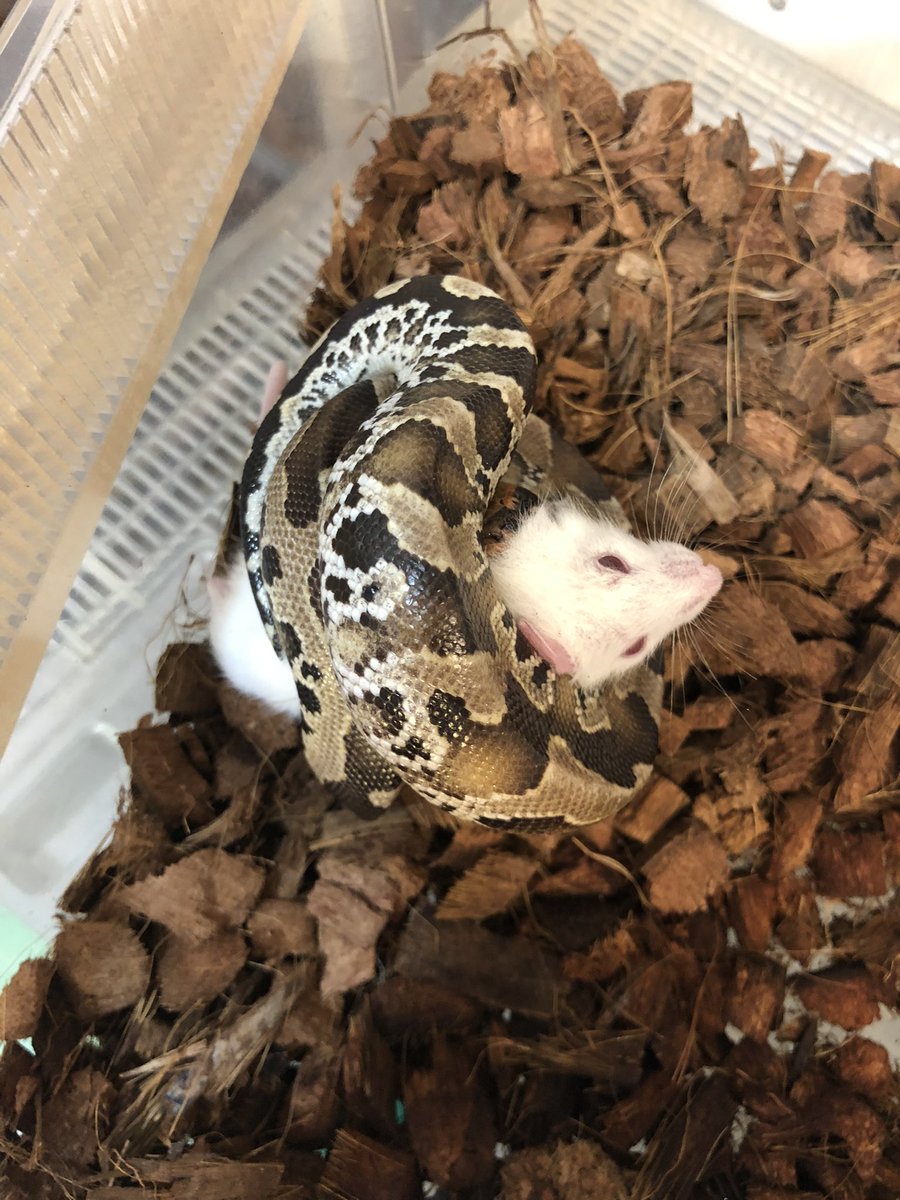 TenwaReptiles's tweet image. 新入荷オレンジヘッドのボルネオショートテールパイソン
あと1回餌やりしたらリストに値段公開致します
柄スマトラショートテールに似てますか頭鱗の形はボルネオの方でした
オス♂4匹
メス♀2匹在庫あります。
#ボルネオショートテールパイソン
#ショートテールパイソン
#pythonbreitensteini