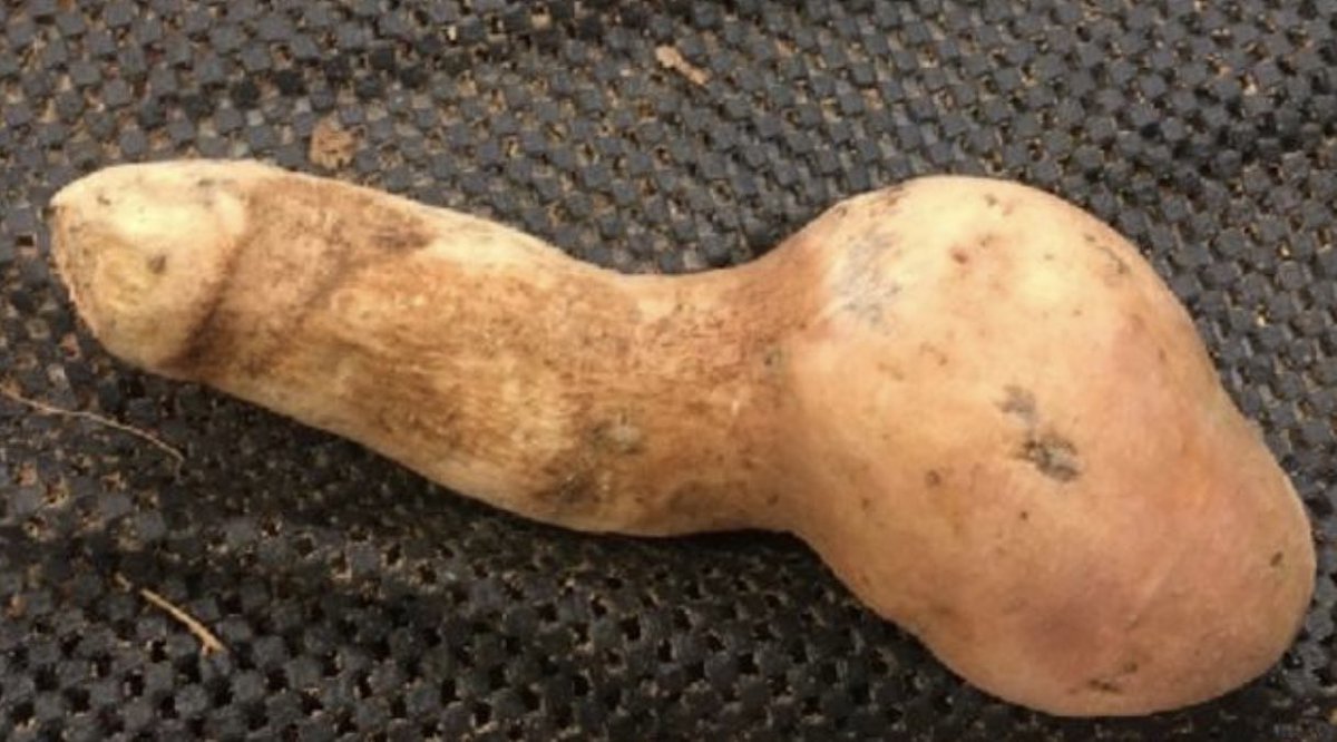 WhatDildoIsThis's tweet image. 