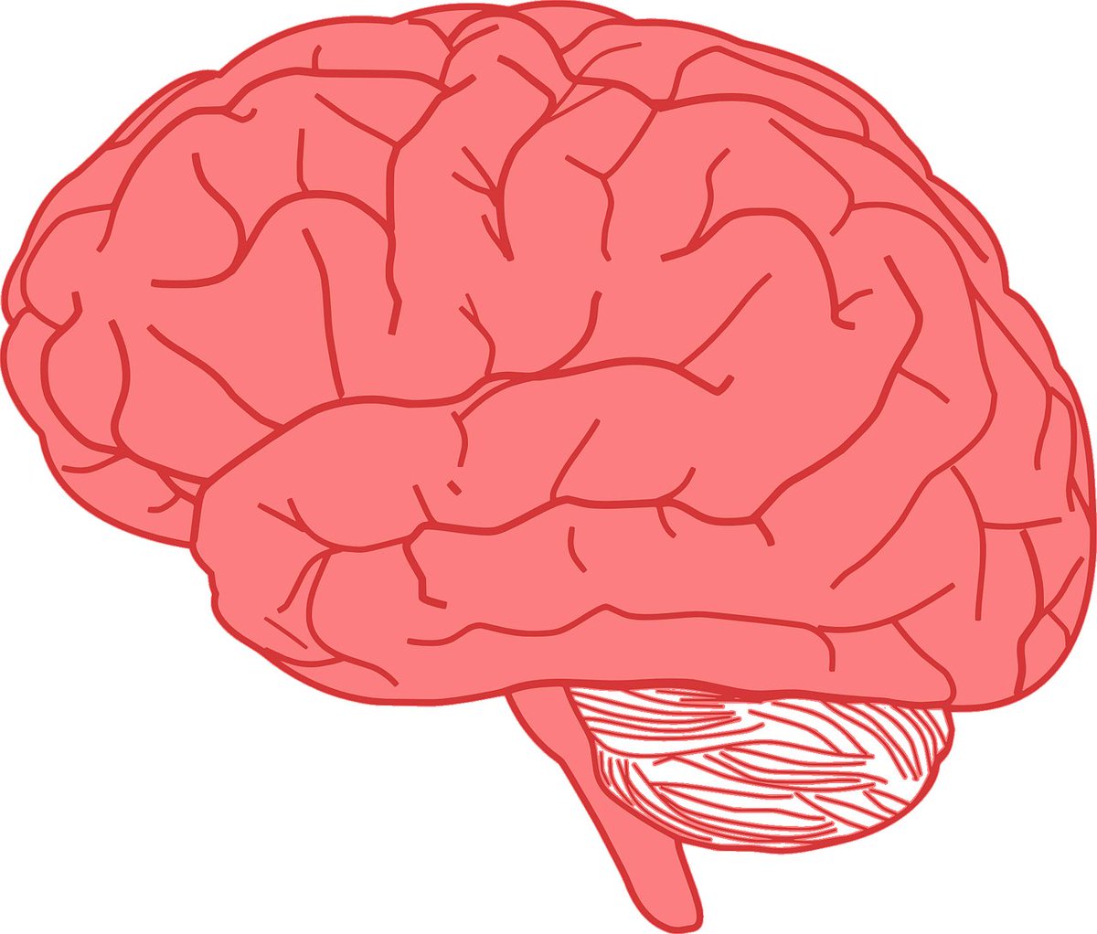itsfactastic's tweet photo. Scientists say, human brain isn't fully developed until the age of 25. https://t.co/jN1BeTWPJB