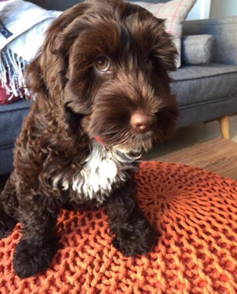 Peachproperties's tweet photo. Another of our happy fluffy residents๐ถ
We are seeing a growing number of tenants looking for pet friendly homes, so great to have landlords who are happy to welcome all members of the family!
#dogsofinstagram #letswithpets #pets #petfriendly #petfriendlyrentals https://t.co/NeHiLOVzWb