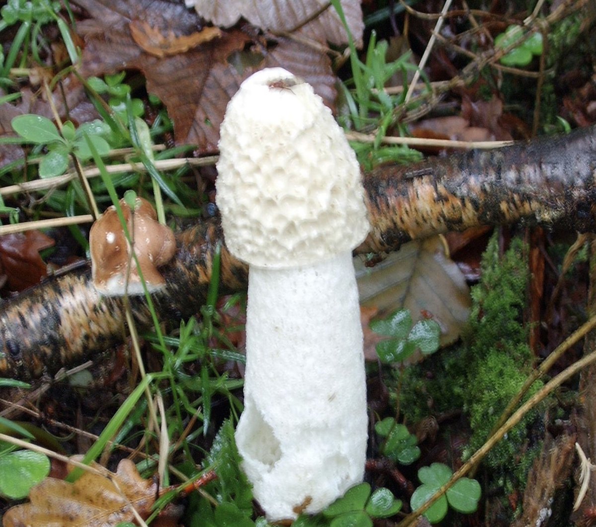 WhatDildoIsThis's tweet image. 