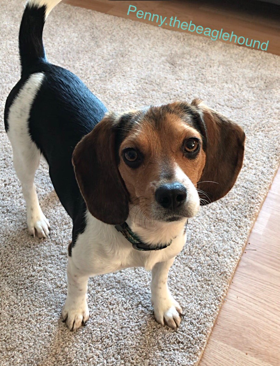 It’s so hard to make #friends on #Twitter! Mom said I’ve been stuck at 200 followers. Not many people want to be my friend. I’m cute, I promise!
❤️🐶🐾
#dogsoftwitter #beaglesoftwitter #rescuedog #rescuebeagle #doglovers #animallovers #cutedogs