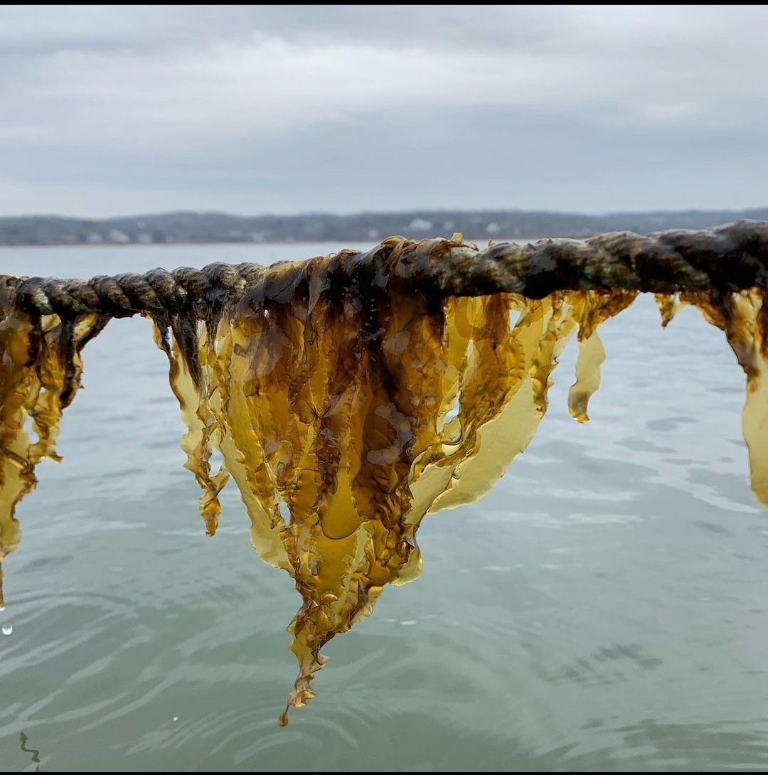 nysccwt's tweet photo. In addition to providing innovative solutions for removing #nitrogen from #wastewater the Center is now working with @GoblerLab to remove nitrogen that has leaked into the local ecosystem using nutrient #bioextraction through #kelp cultivation. https://t.co/ag1JtEUuMn