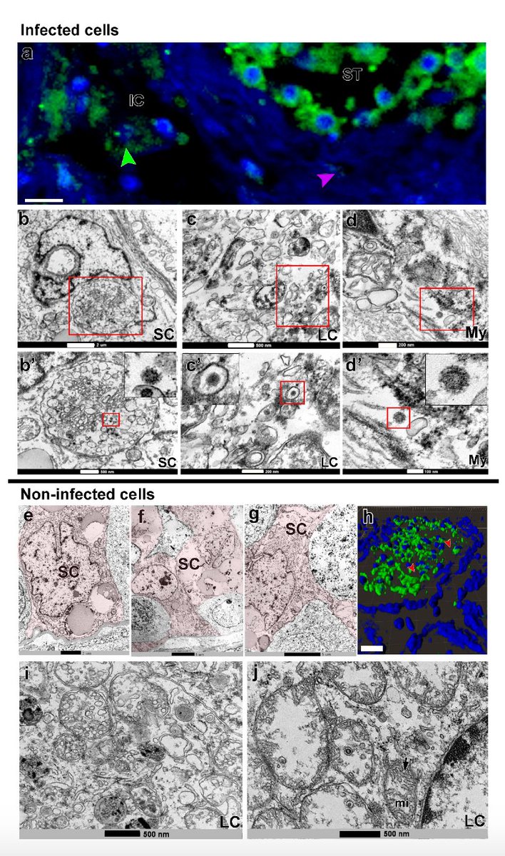 Eric Topol tweet media