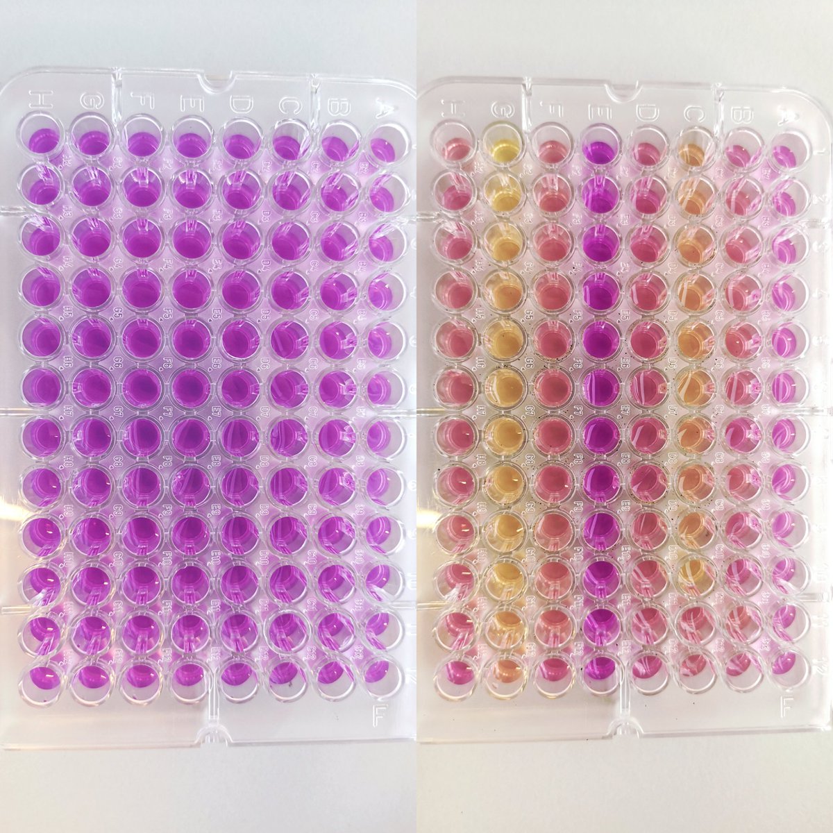 dannielle_roche's tweet photo. 6 hours incubation between them.. Different #carbon substrates in each row, which do the #soil #microbes prefer? Definitely not row E! #soilscience #PhDchat #SoilHealth #MicroResp https://t.co/Iz7qwLTIBs
