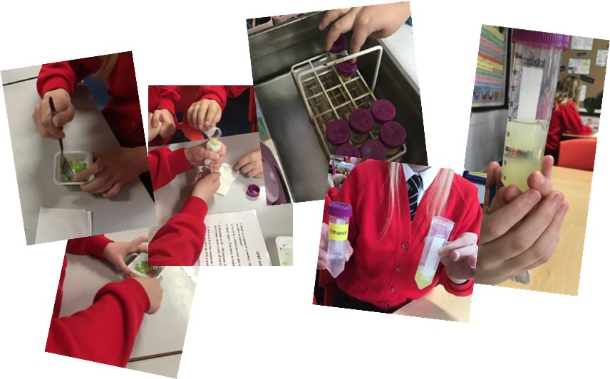 AloericSchool's tweet photo. Some photos of the amazing DNA workshop with @BristolBiochem last week 🧬 our super scientists extracted the DNA from a kiwi fruit 🥝 #reallifelearning #scientists https://t.co/4TEdJDuQzA