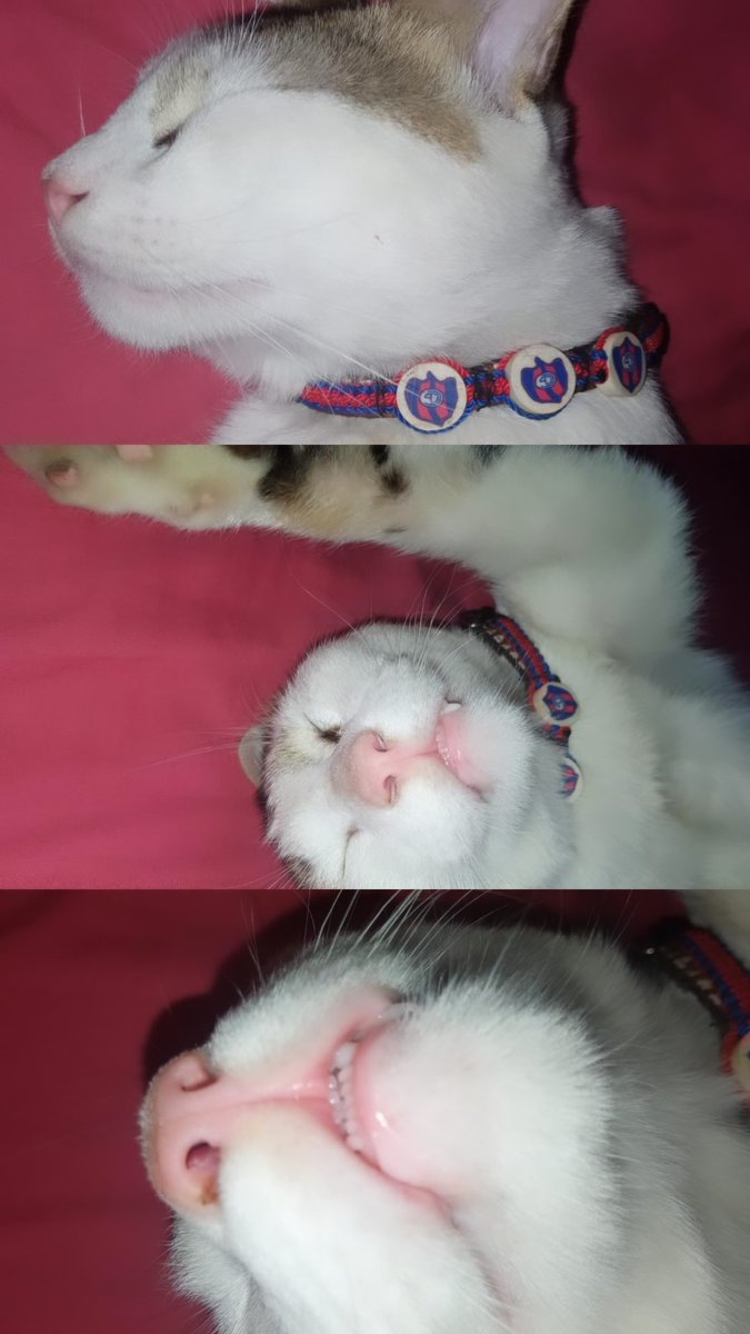 Brenda81782021's tweet photo. 😍 EL COLLAR 😍
TE AMO MICHI ❤️💙

@CCP1912oficial https://t.co/QJ46bKZgGs