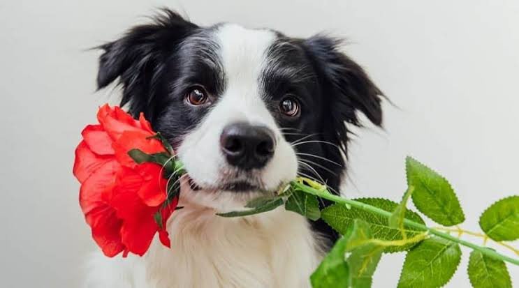 7chaughule's tweet photo. Happy rose day mfs ; ) https://t.co/BOAQ1szXeu