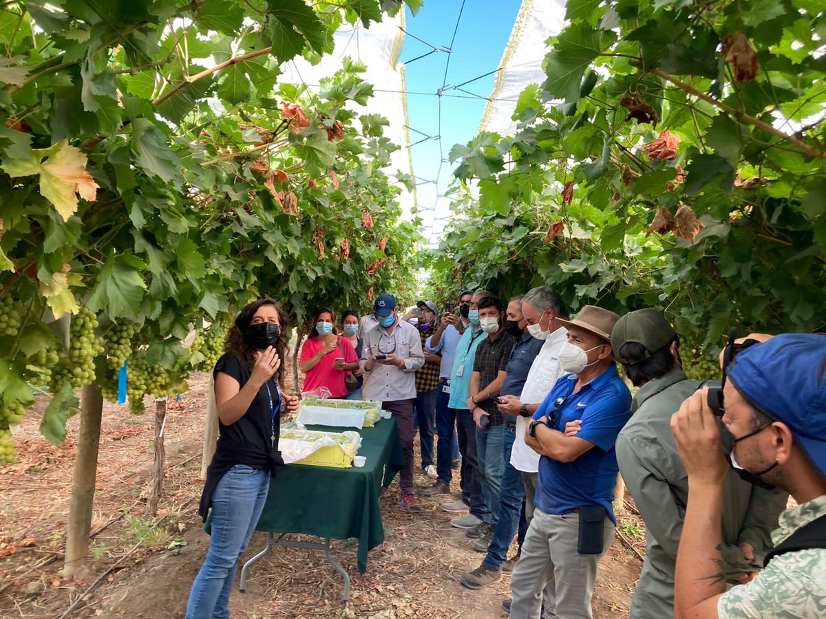 Con la presencia del Director Nacional <a href="/BustosValdivia/">Pedro Bustos Valdivia</a> , vivimos la presentación de la selección de uva blanca 3.3.142 en #INIALaPlatina que podría convertirse en nueva variedad desarrollada por el PMG de Vides #INIAChile <a href="/biofrutales/">Biofrutales</a> #ANAChile 🤩

✅Proyecto apoyado por <a href="/Corfo/">Corfo</a>