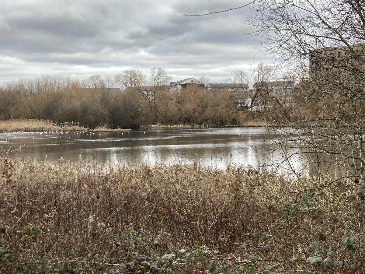TonyJuniper's tweet image. Thanks @ben_watt @CanalRiverTrust &amp;amp; @NEThamesSolent for a very informative visit to one of England’s oldest SSSIs - North London’s Welsh Harp. Huge potential there for Nature, people &amp;amp; a wilder future, but with major challenges. Serious partnership working needed to unlock it.