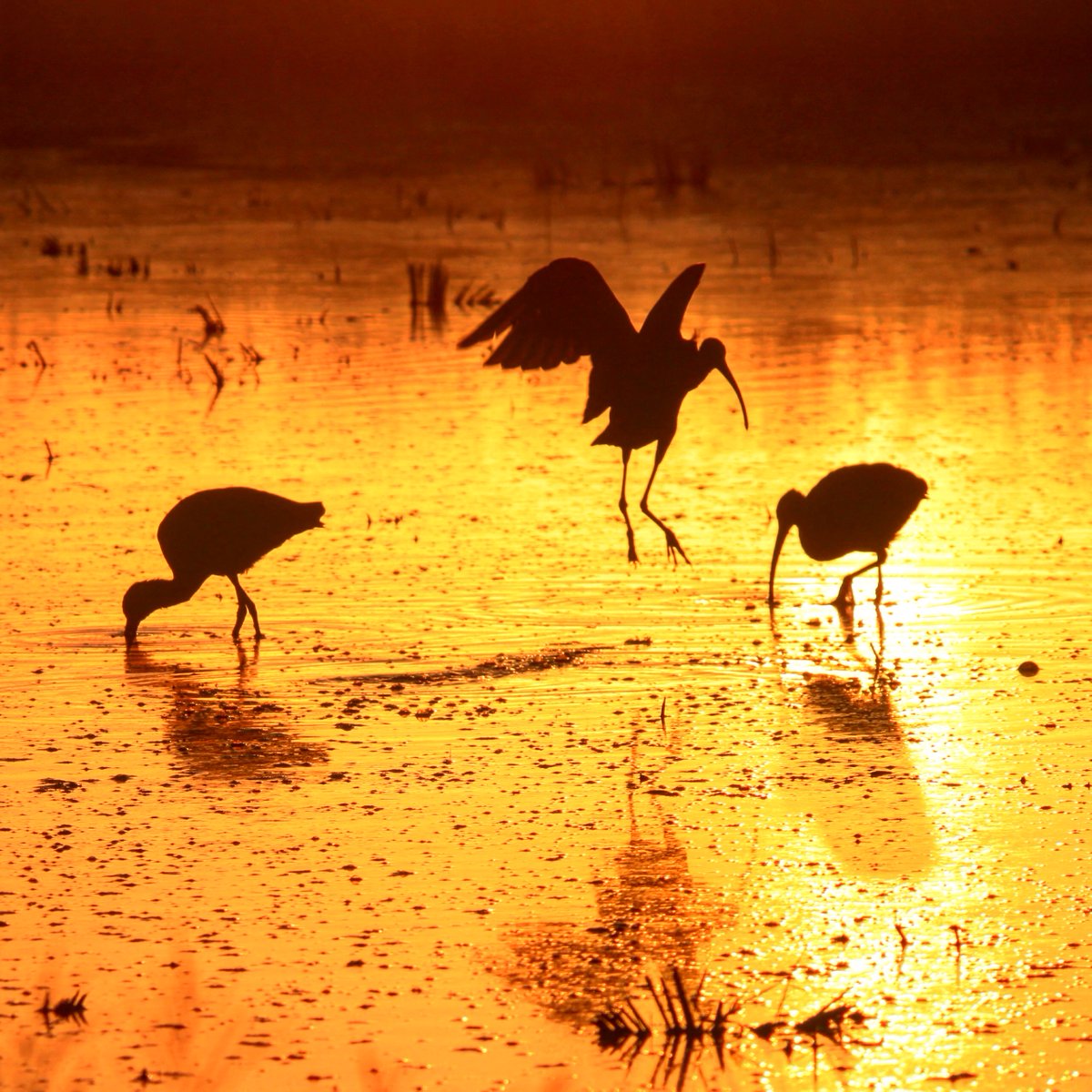 These white faced ibis are feeding on aquatic invertebrates found in the rice field now that the fields have been harvested  and flooded to decompose the remaining rice straw. Ibis, the "farmer's friend" help the soil and keep insects managed thanks to their hefty appetite.