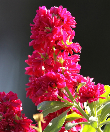 Neo 2月9日誕生花 ストック 花言葉 愛の絆 魂の永遠の自由は愛の中に 偉大なものは小さなものの中に 無限は形態の絆の中に見出される ラビンドラナート タゴール 花言葉名言 215 T Co F51pxzybzb Twitter