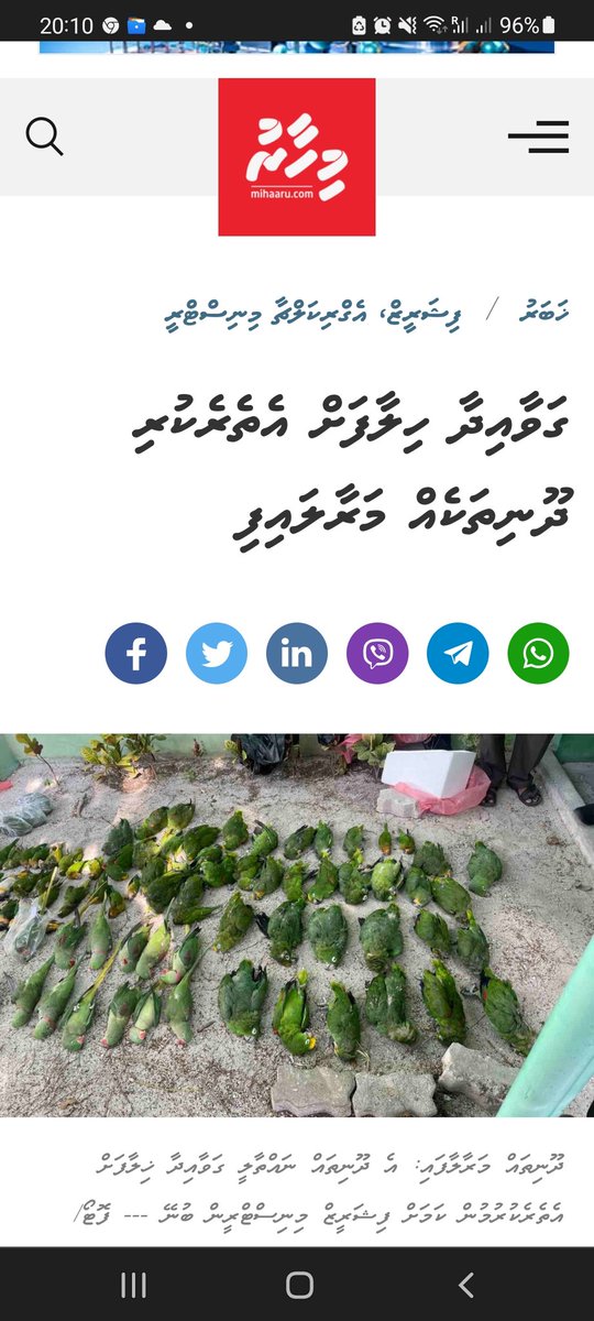 These confiscated birds must be kept in an isolation facility &amp; checked if they carry any dangerous transmittable diseases and released into rehabilitation island. Recently @EPAMaldives declared Lhaviyani Maakos (uninhabited island) as rehabilitation for birds and other animals.