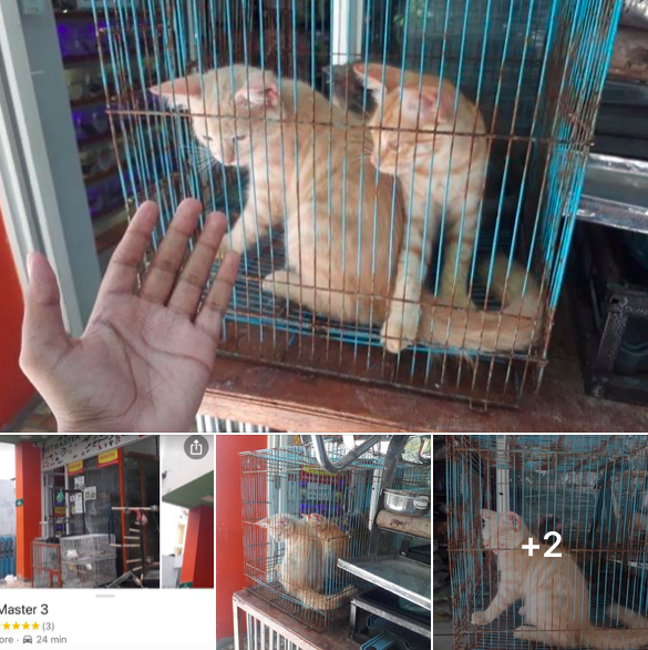 ACCAlerts's tweet photo. Pet master meehunnakee gavaaidhaa hilaafah gina adhadhakah dhirey echehi etherekoh, gina adhadhehge dhoonithah eh kohtehgai bahatai, bulhaa fadha echehi kudhi koshithakugai bahattaigen, animal abuse kuramun eyge viyafaari kuraa baeh kan ves faahaga kurevey! Their HML shop below.. https://t.co/sZ46pJtsBP