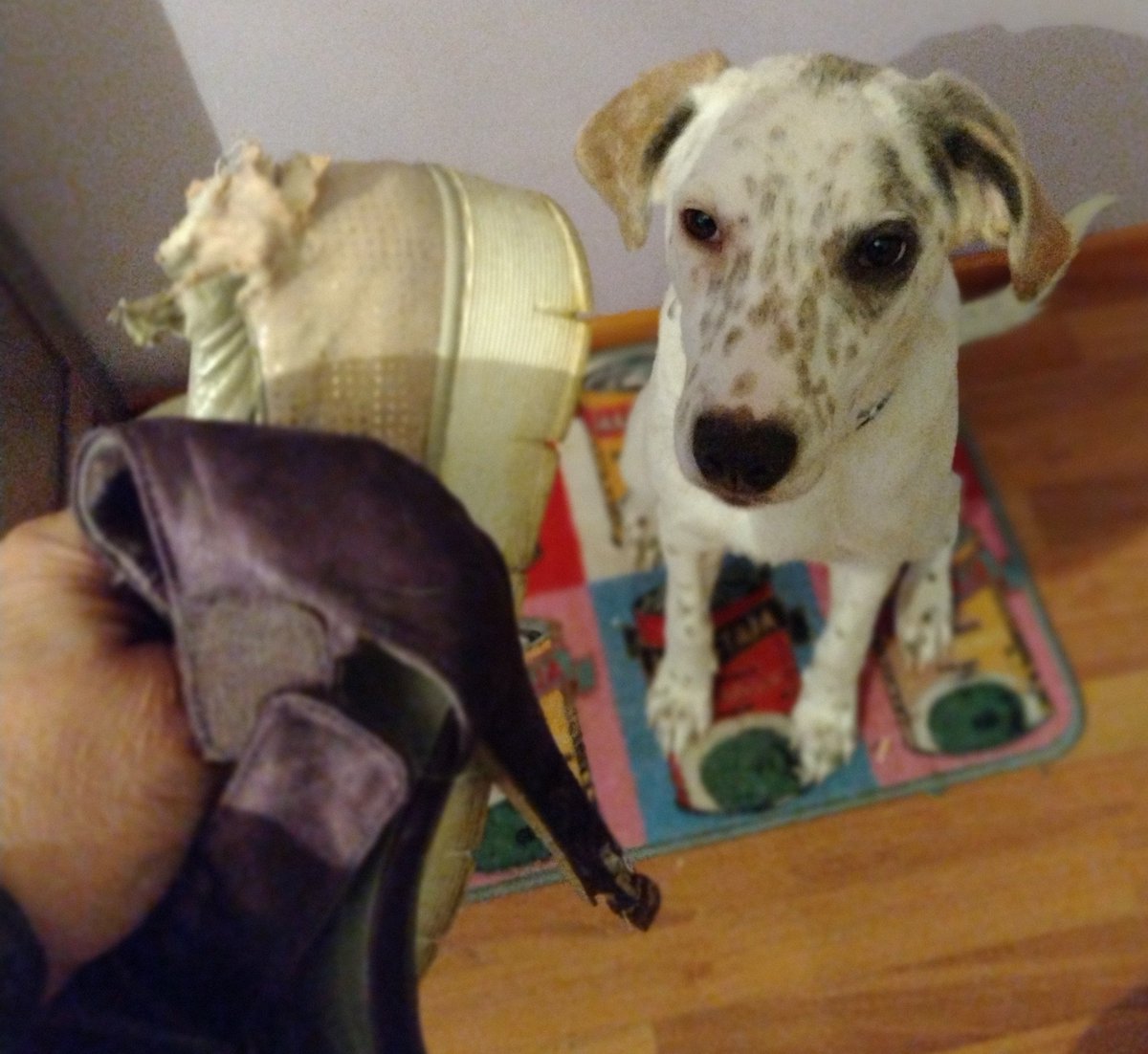ElinaTalonen's tweet photo. Joskus tuon pennun(7kk) touhut kysyy kärsivällisyyttä.
Hyvästi lempparikävelykengät, noista korkkareista nyt niin viis🙄
#DogsofTwittter #Moppe https://t.co/x4zE9gMKpQ