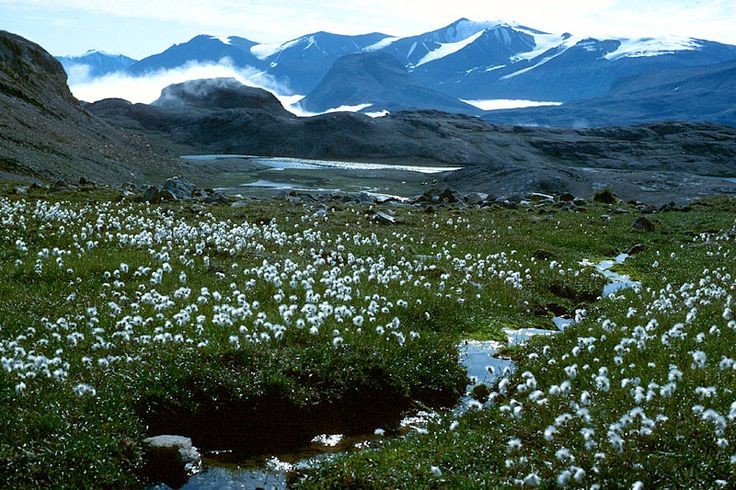 Природа умеренных и полярных поясов