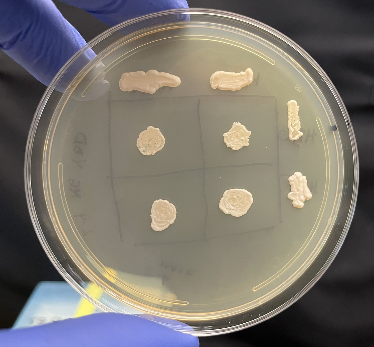 Yeast genetics. Using adenine and tryptophan mutants to explore life cycle and genetic complementation.