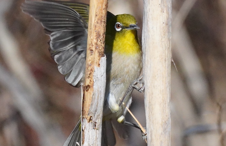 Stwest Betamax 小さなメジロと言えども 草に隠れる虫を探すときは瞳孔狭めて捕食者の目をしている 撮影日 22 02 06 12 29 18 千葉県我孫子市 メジロ 野鳥 T Co U9oxvyojux T Co Blpav8act7 Twitter