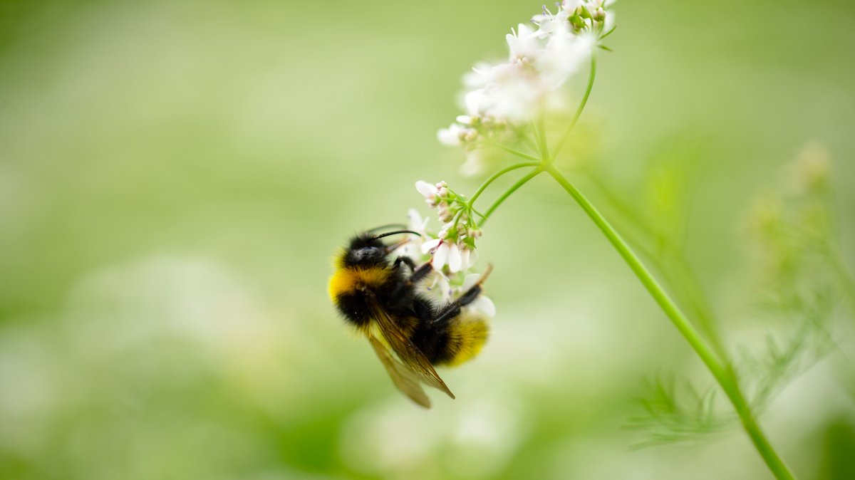 🐝 #SaveTheBees 🐝

We encourage you to check out this article on new research that suggests vegetation management in #solar parks can provide a habitat for #bees to thrive due to a richness in flowering plants. Find the full article at the link below! 👇

amp.theguardian.com/environment/20…