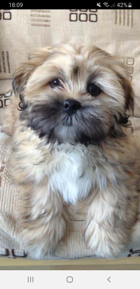 George Mears tweet media