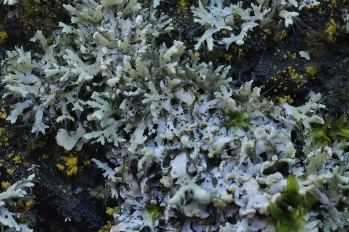 RPilze's tweet photo. Physcia sp.
#Physcia #Flechte #lichen #natur #nature https://t.co/vMpGecWEl3