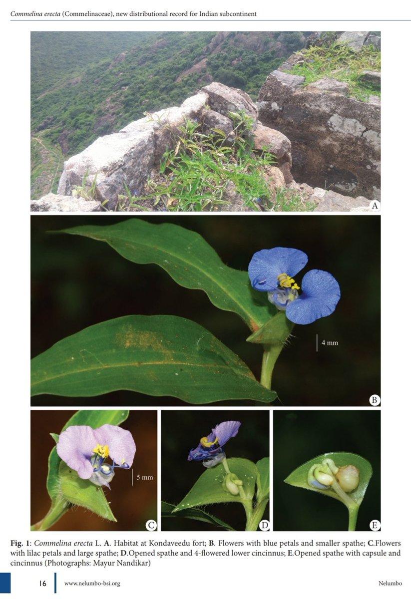30th Commelina! A new addition of the deliquescent, lilac-blue flowered Commelina for Indian subcontinent. Full article can be read at http://52.172.159.94/index.php/nlmbo/article/view/165878
#plants #indianflora #easternghats #iambotanist #spiderwort #kondaveedu #Guntur
