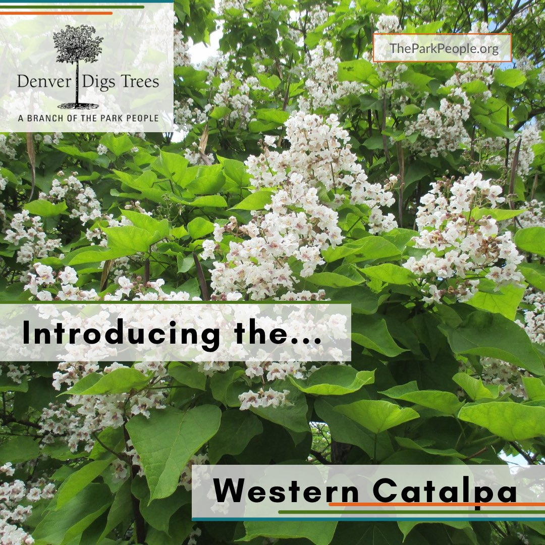 We’re so happy to offer this tree through Denver Digs Trees 2022. It’s one of the more recognizable trees in Denver with its massive leaves, showy flowers, and long dangling pods. A real standout! Apply today! Link below🌳

linktr.ee/TheParkPeople

#denverdigstrees #treeequity