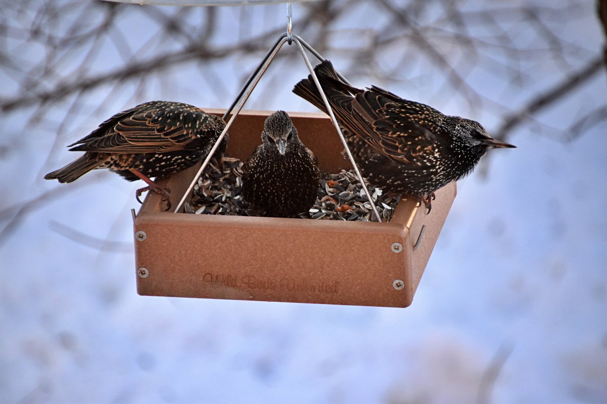 vnksmith's tweet photo. Some impressive starlings gobbling up the birdseed #starlings #backyardbirdfeeder #birdwatching #birds #birdphotography https://t.co/fYIQM8cv5Z