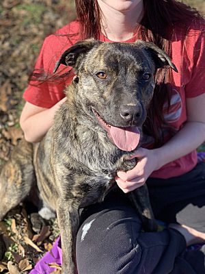 CPR Dogs tweet media