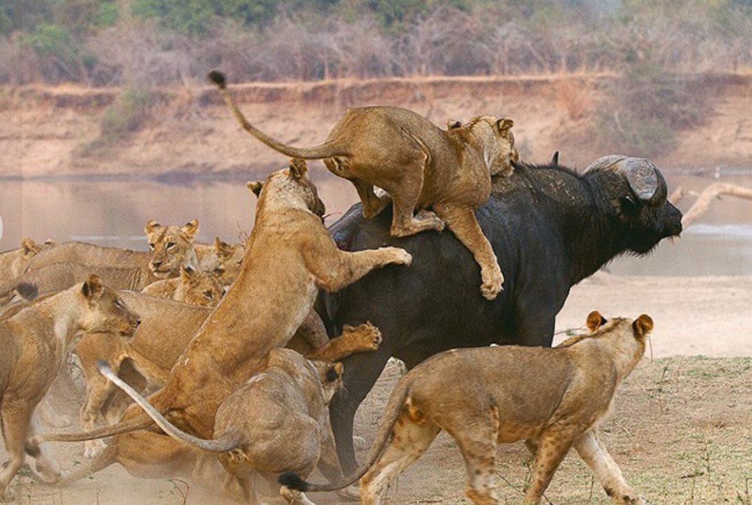 Ian Chin (to have ambition is my ambition) tweet media