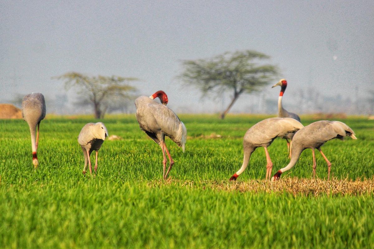 silikamohapatra's tweet photo. Sarus Cranes are the tallest flying birds in the world. Spotted here along the low-lying Yamuna wetlands in northern India, the Sarus Crane Conservation Reserve is the largest breeding ground of these magnificent birds. #birdphotography #conservation 

https://t.co/qIMiXSOBWj https://t.co/jvR2IQ4yd1