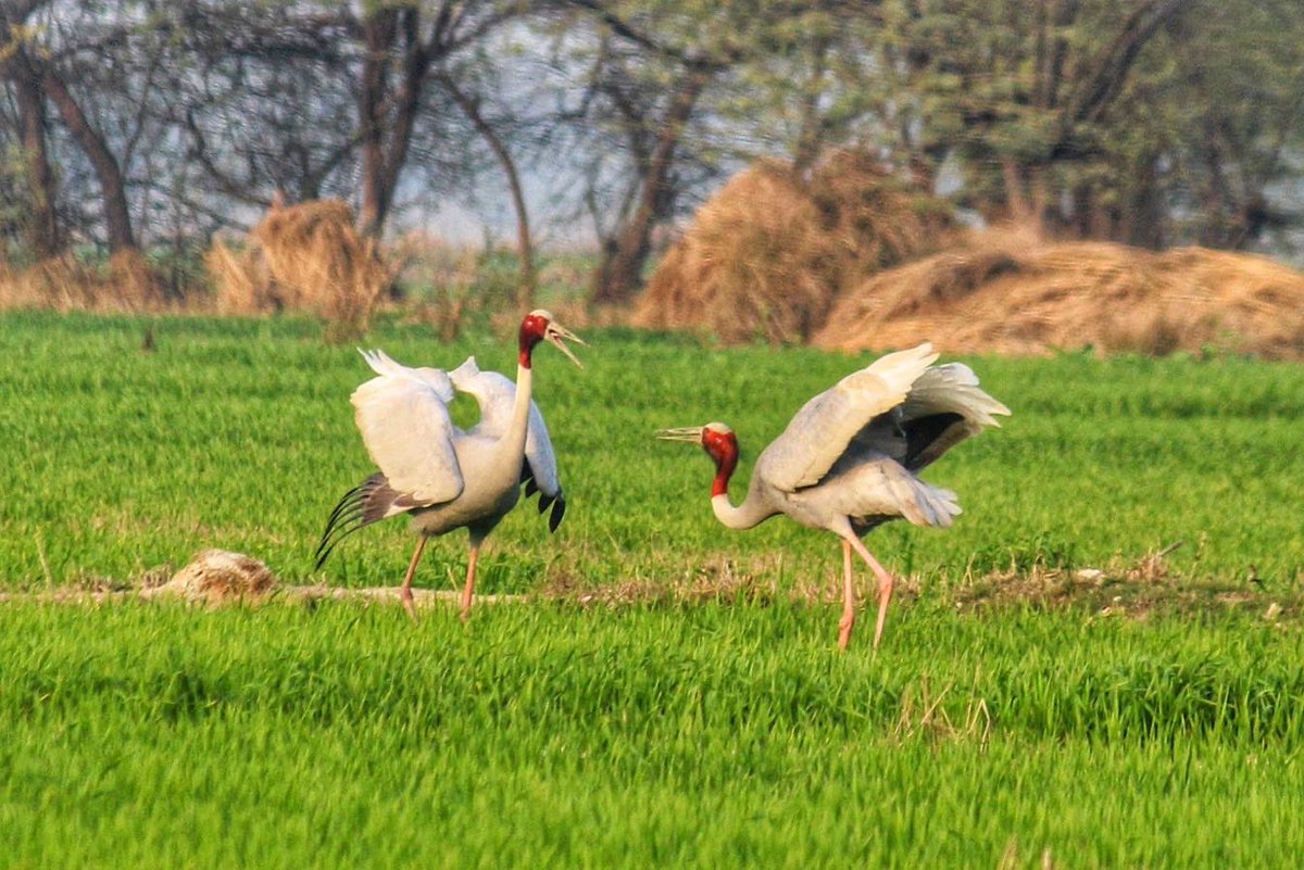 silikamohapatra's tweet photo. Sarus Cranes are the tallest flying birds in the world. Spotted here along the low-lying Yamuna wetlands in northern India, the Sarus Crane Conservation Reserve is the largest breeding ground of these magnificent birds. #birdphotography #conservation 

https://t.co/qIMiXSOBWj https://t.co/jvR2IQ4yd1