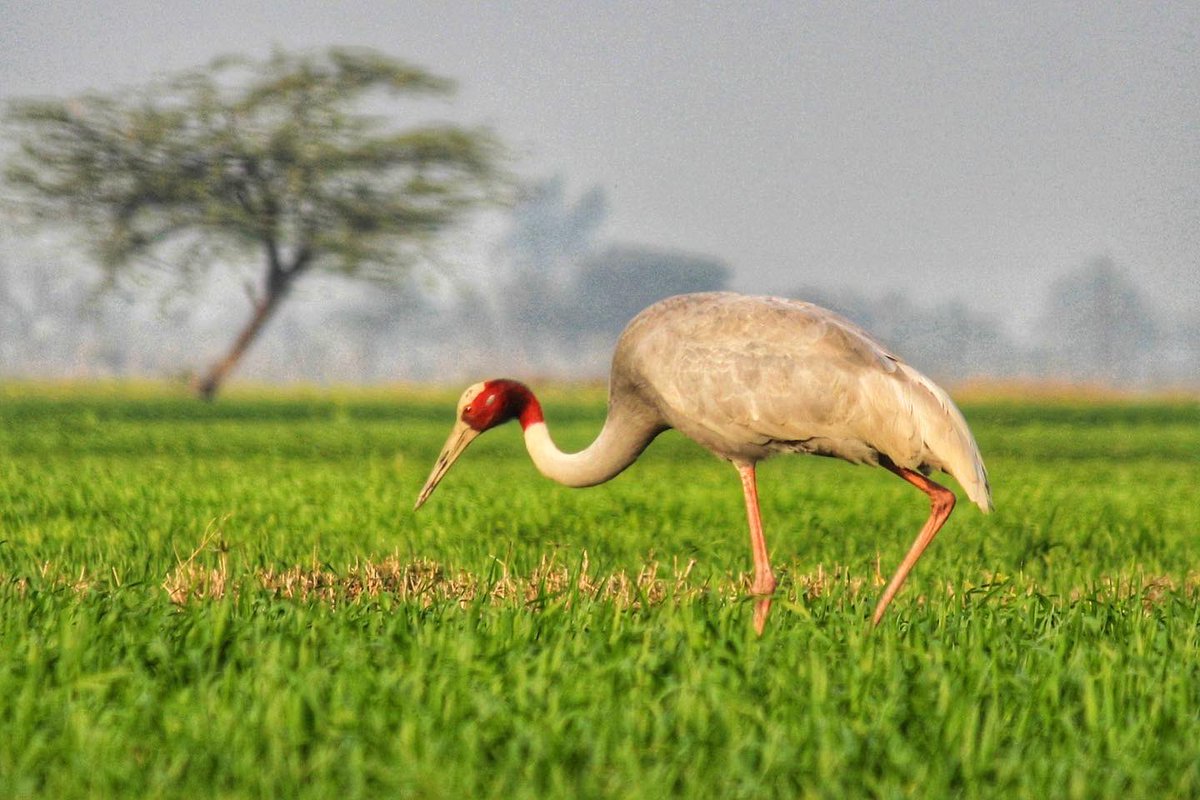 silikamohapatra's tweet photo. Sarus Cranes are the tallest flying birds in the world. Spotted here along the low-lying Yamuna wetlands in northern India, the Sarus Crane Conservation Reserve is the largest breeding ground of these magnificent birds. #birdphotography #conservation 

https://t.co/qIMiXSOBWj https://t.co/jvR2IQ4yd1